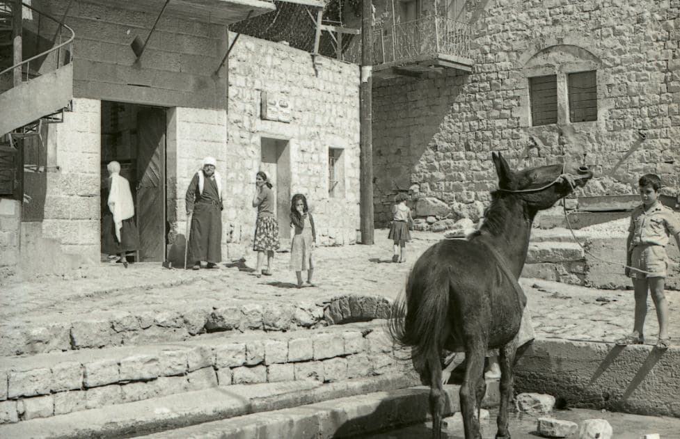 A donkey at the well
