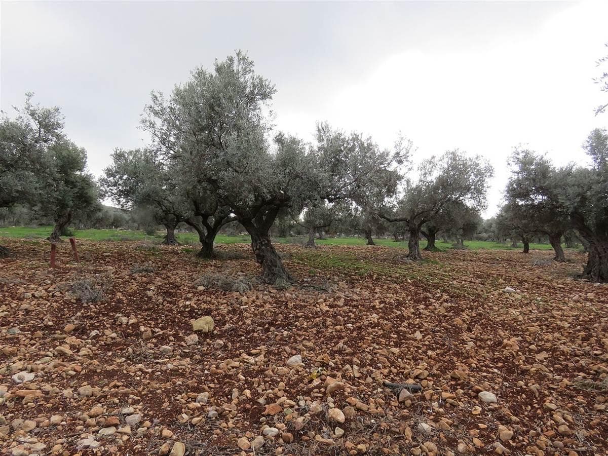 Olive groves in al-Rameh