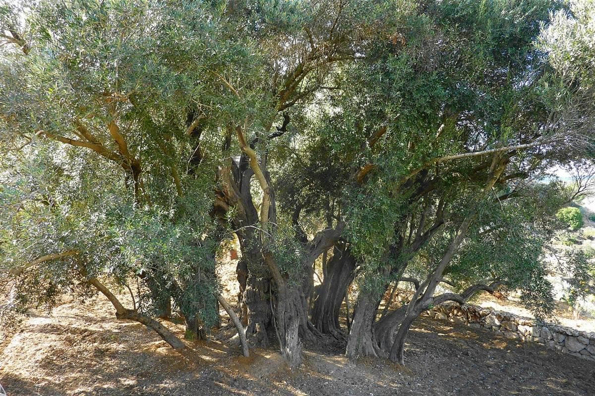 An olive tree thousands of years old in al-Walaja